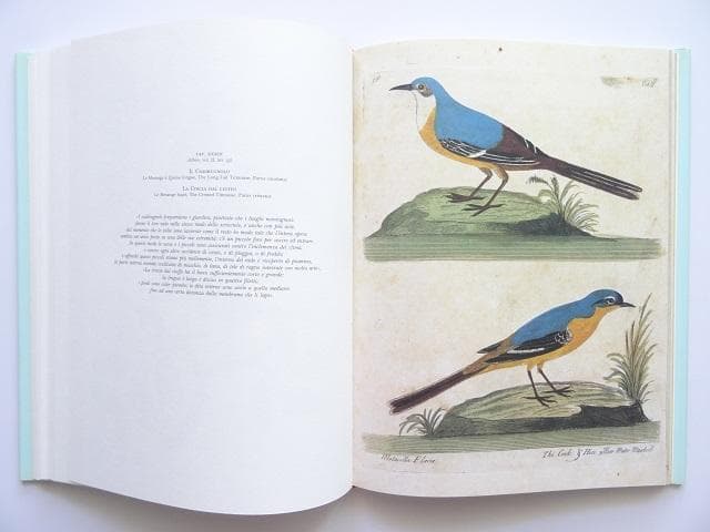 洋書◆鳥の画集 作品写真集 本 自然史