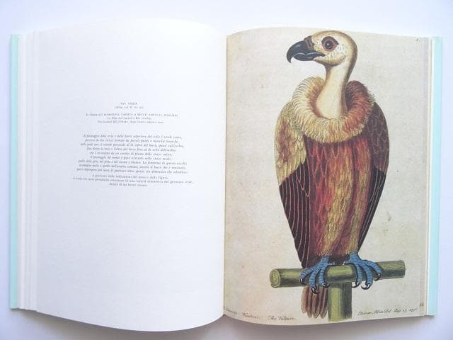 洋書◆鳥の画集 作品写真集 本 自然史