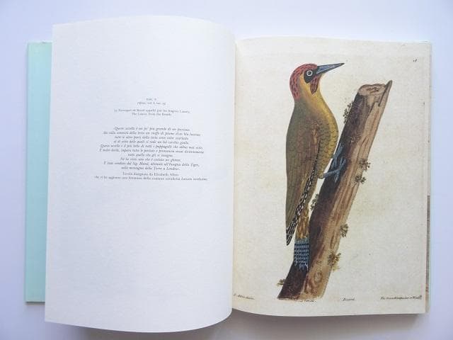 洋書◆鳥の画集 作品写真集 本 自然史
