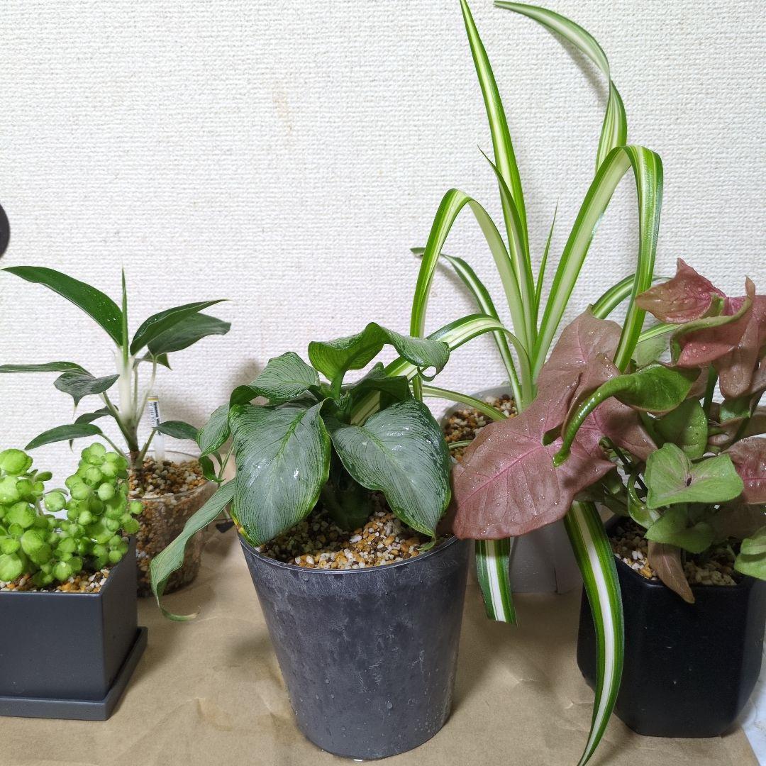 観葉植物セット　5種まとめ売り！！インテリア!!