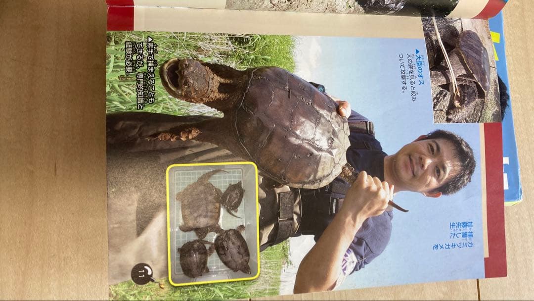 ㉔生き物 図鑑 19冊セット まとめ売り 外来生物/昆虫/恐竜/最強王/危険生物