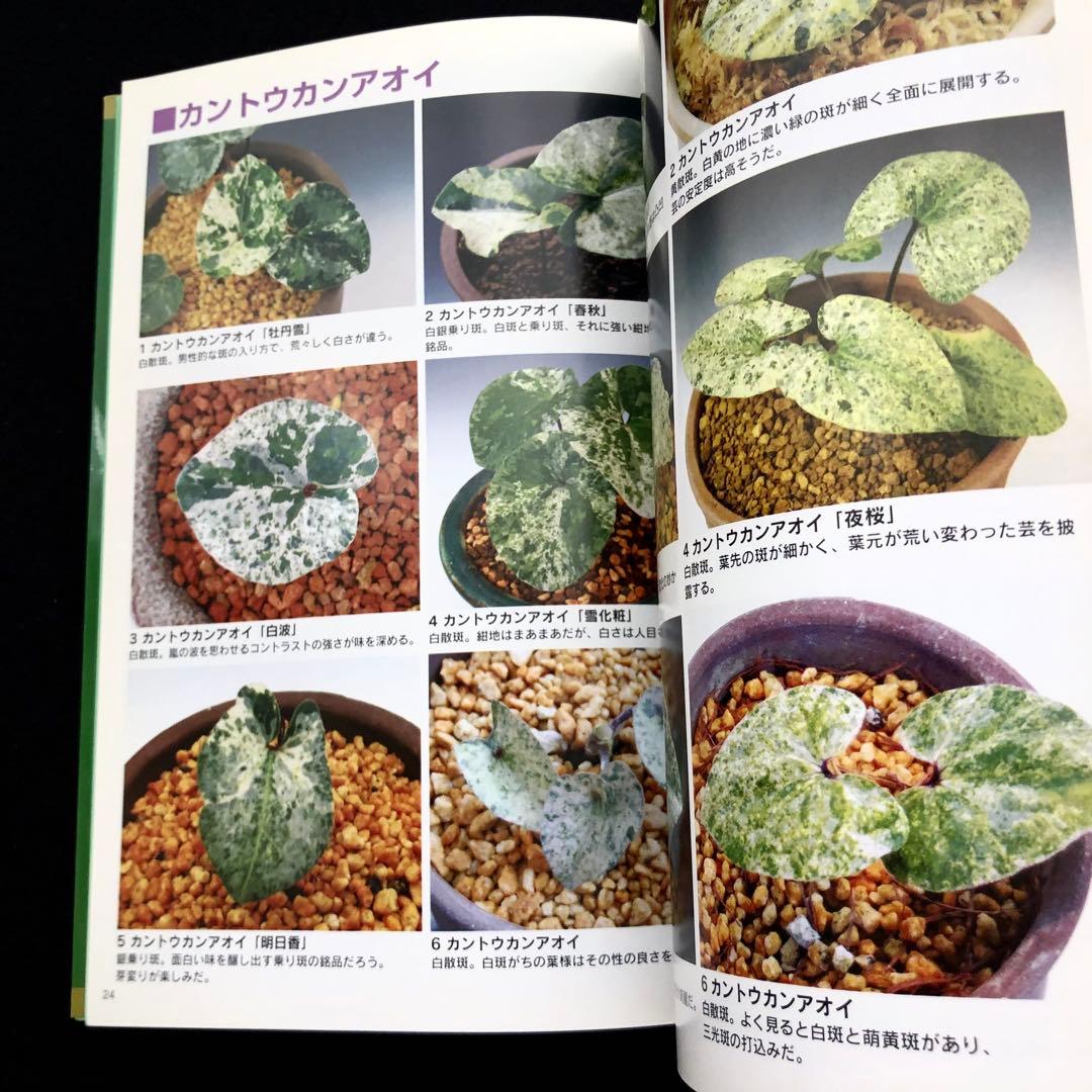【絶版】「人気の斑入りカンアオイ・斑入り山野草 Vol.2」千早書房