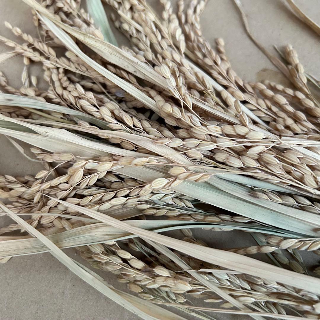 門松 ハンドメイド 世界で一点物 無農薬 自然素材 超特大一対2個 お正月