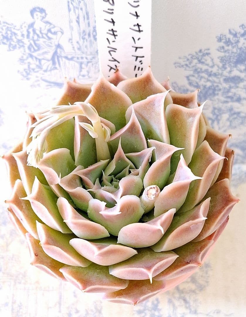 ヒアリナサントドミンゴ×ヒアリナサンルイスデラパス札付きポットごと
