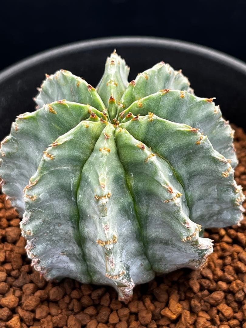 ユーフォルビア　ホリダ錦からのカキコ