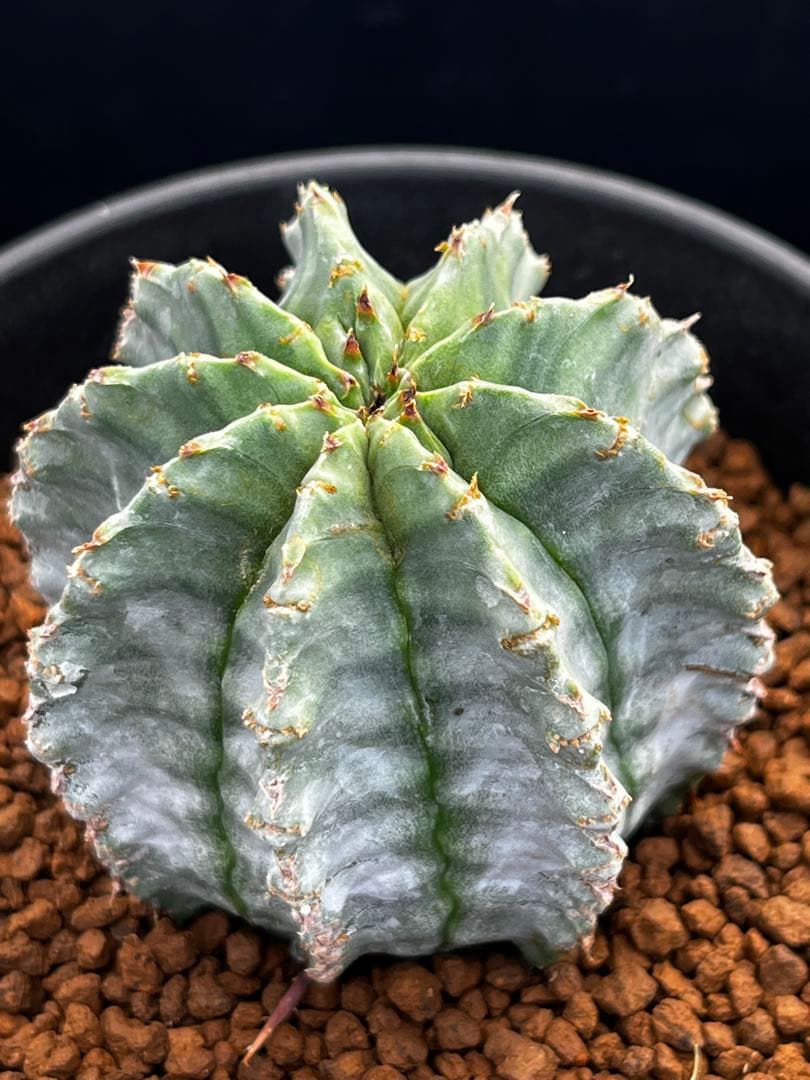 ユーフォルビア　ホリダ錦からのカキコ