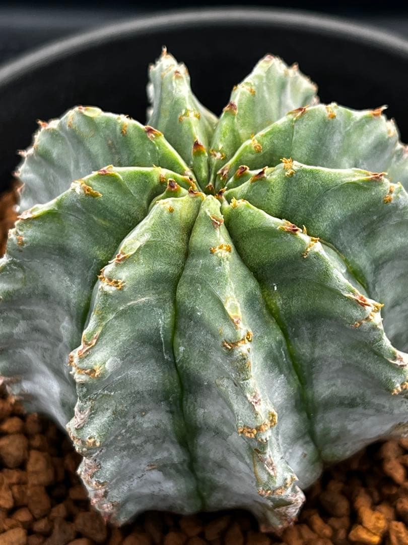 ユーフォルビア　ホリダ錦からのカキコ