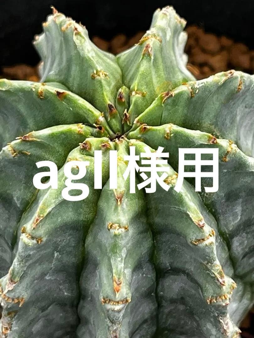 ユーフォルビア　ホリダ錦からのカキコ